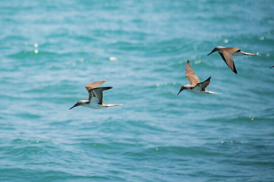 Blue-footed booby fly over Pacific water in Ecuador