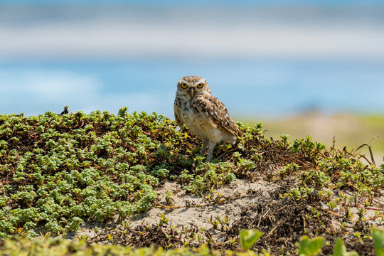 Burrowing owl on coastal dune in La Chocolatera Ecuador