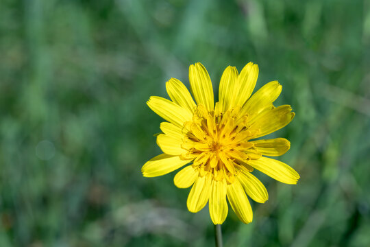 Close up macro shot of a blooming yellow salsify flower (Tragopogon pratensis) in a summer field.