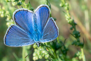 Fototapeta premium Top view of common blue butterfly (Polyommatus icarus) with open vibrant wings on a plant.