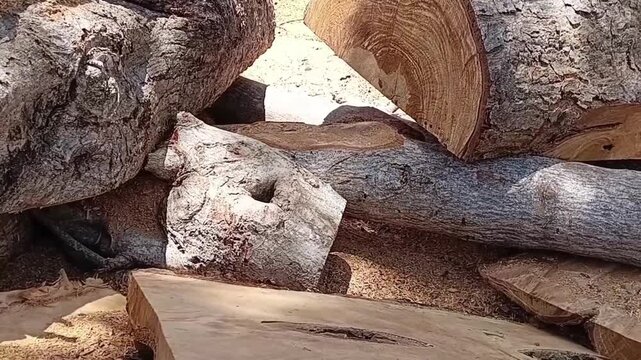 Close up shot of sawn timber logs and cut wood blocks lying on ground with sawdust, raw lumber material from tree logging industry