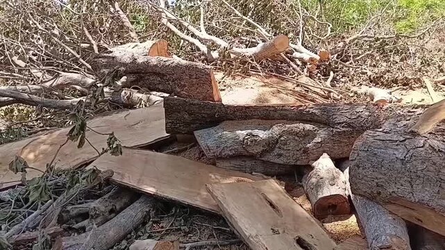 Left to right panning shot across sawn wooden planks and cut timber logs stacked on ground, forestry exploitation and deforestation scene