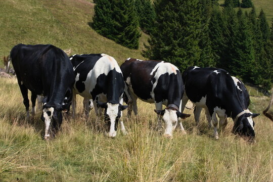 Mountain pasture