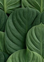 Obraz premium Close-up of a group of large, dark green leaves. the leaves are arranged in a repeating pattern, with each leaf having a unique shape and size.