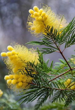 Bright yellow bottlebrush flowers with delicate stamens and green needle-like leaves on a branch, nature and botanical garden