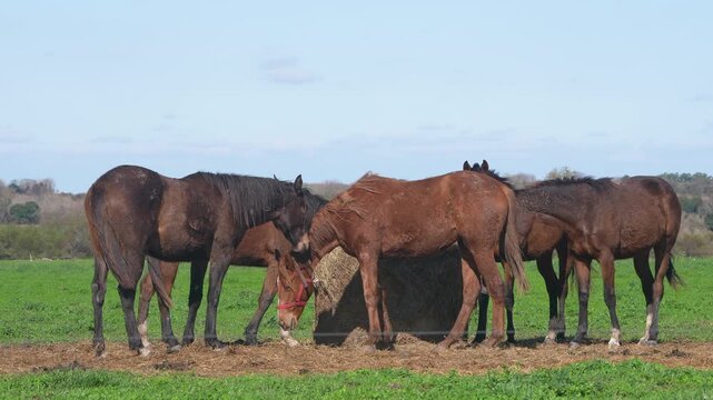 Group of Argentine Silla Argentino horses grazing together in green pasture &mdash; 4K slow motion