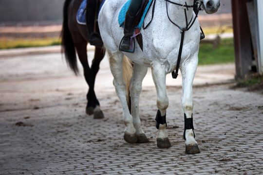 Close up of horse legs and rider during equestrian training session