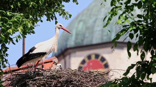 White Stork, Ciconia ciconia with small babies on the nest in Oettingen, Swabia, Bavaria, Germany in Europe. Ciconia ciconia is a bird in the stork family Ciconiidae.Its plumage is mainly white
