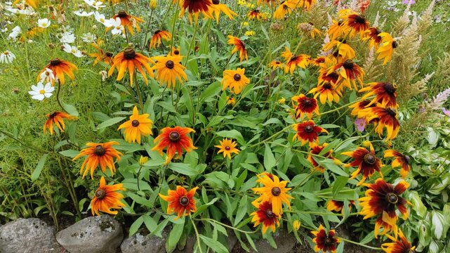 Rudbeckia flowers in a garden flowerbed