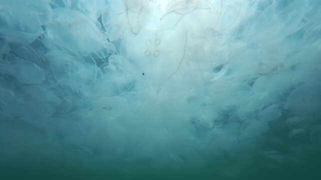 Camera moves forward, passing just below huge number of moon jellyfish drifting in sea current below surface of water, their gelatinous bodies brightly illuminated by backlighting, close-up underwater
