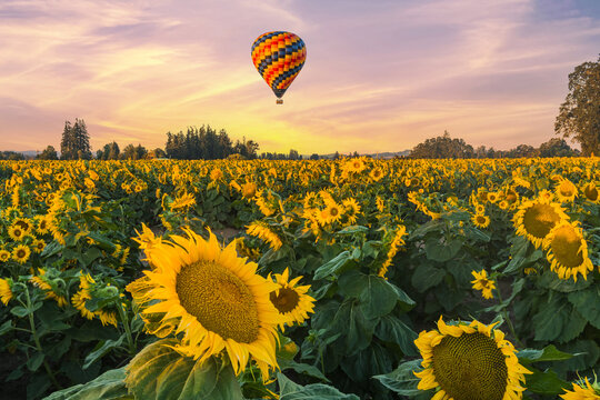 Beautiful summer sunrise sky and colorful hot air balloons ascending into the sky and large yellow sunflowers in the foreground.
