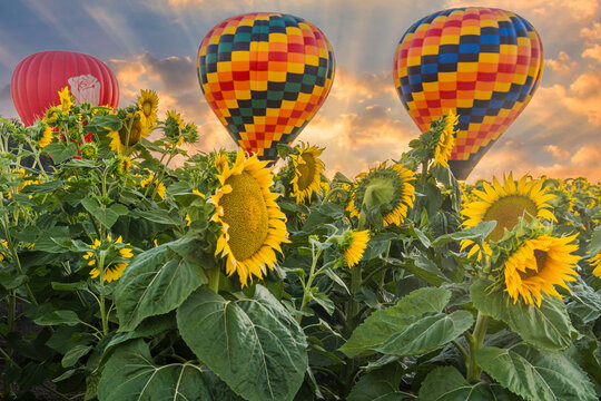 Beautiful summer sunrise sky and colorful hot air balloons ascending into the sky and large yellow sunflowers in the foreground.