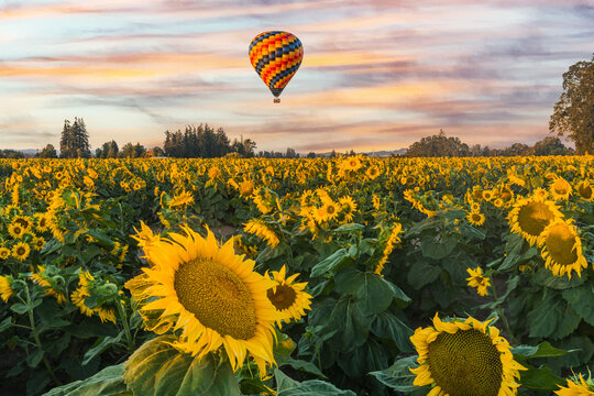 Beautiful summer sunrise sky and colorful hot air balloons ascending into the sky and large yellow sunflowers in the foreground.
