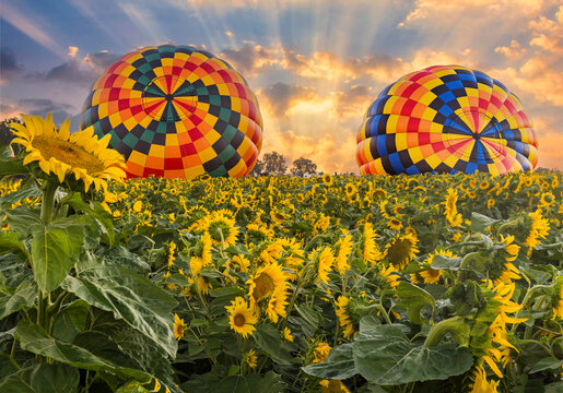 Beautiful summer sunrise sky and colorful hot air balloons ascending into the sky and large yellow sunflowers in the foreground.