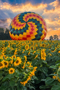 Beautiful summer sunrise sky and colorful hot air balloons ascending into the sky and large yellow sunflowers in the foreground.