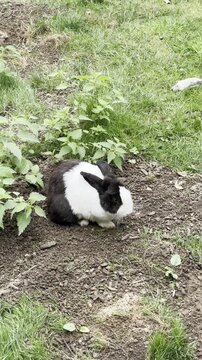 Black and white domestic rabbit sitting on ground at Tierpark Fauna zoo in Solingen, Germany