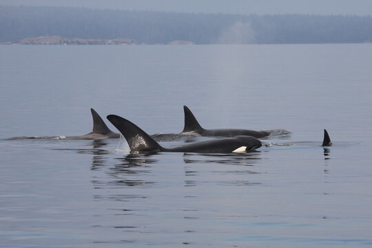 Schwertwal - Orca / Killer whale / Orcinus orca