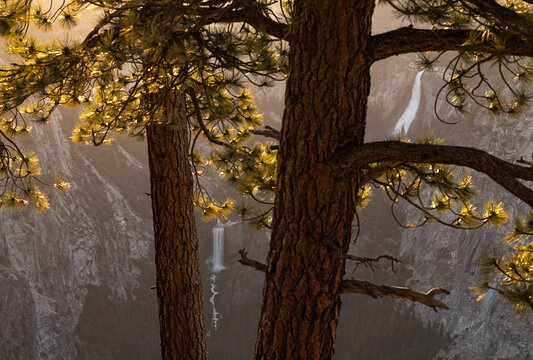 Pine trees framing Yosemite waterfall at golden hour
