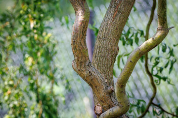 Fototapeta premium Twisted trunk and branches of a corkscrew willow in a garden