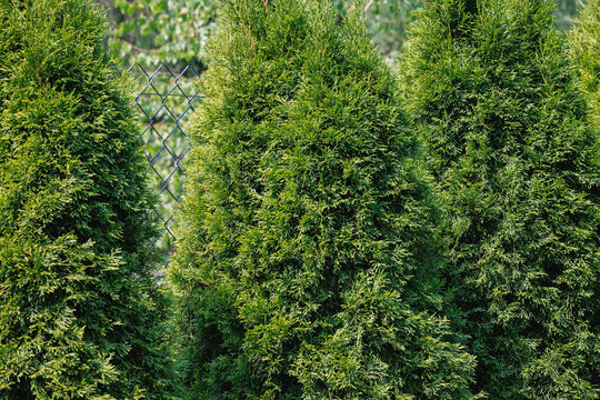 Dense arborvitae hedge creating a green privacy screen in a garden