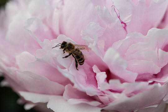 Macro bee pollinating soft pink peony flower in spring