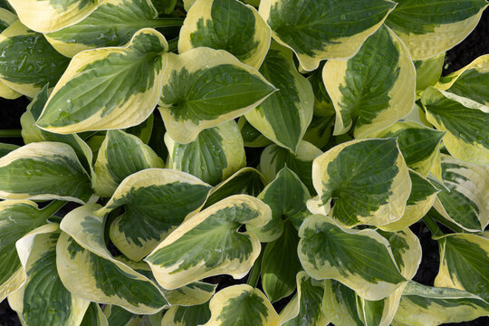 Variegated hosta leaves with raindrops in garden bed