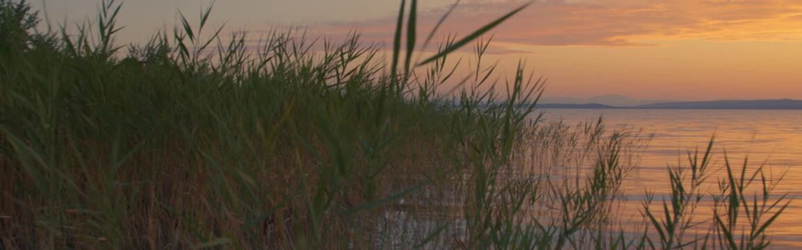 Warm pastel sky over reed belt, tranquil evening scene