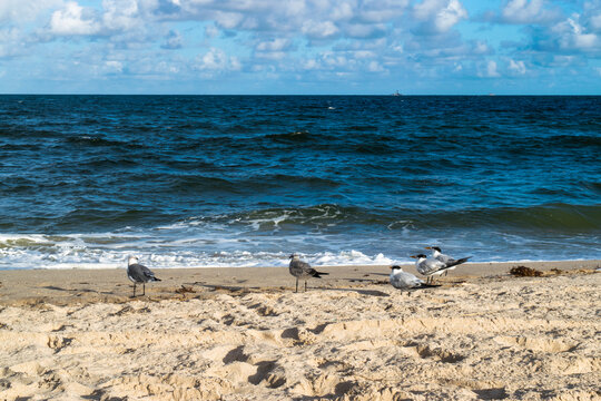 A closeup shot of a white seagull perched on the Pompano Beach Florida.