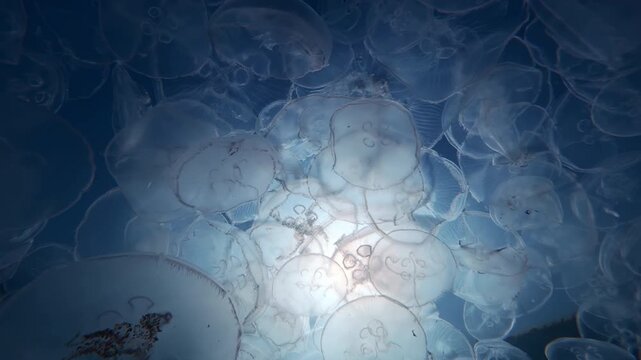 Close-up from bottom-up on lots of Moon jellyfish drifting against bright blue sky and bright midday sun, backlit by sunshine. Mass of jellies against turquoise sky glows in scorching midday sun