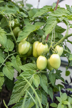Green roma tomatoes ripening on vine in home garden