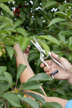 Pruning cherry tree branches with shears in summer garden