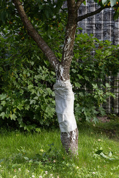 Tree trunk wrapped with protective fabric in garden yard