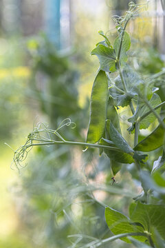 Closeup of pea pod and vine growing in a garden