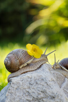 Two snails on rock with yellow flower in soft light