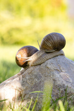 Two snails resting on a rock in soft spring sunlight
