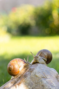 Close-up of two garden snails on a sunlit rock