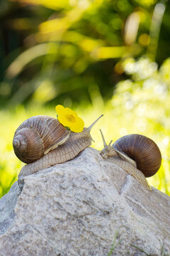 Two garden snails on a rock with yellow wildflower