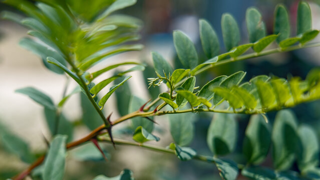 Detailed leaves of honey locust tree (Gleditsia triacanthos) in natural environment