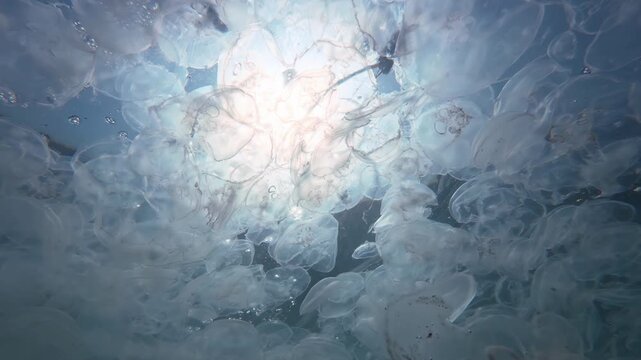 Gargantuan cluster of Moon jellyfish drift below waterline in an ocean current against blue sky and bright sunshine. Backlit by midday sun, translucent domes of jellies beneath ocean's sunlit surface