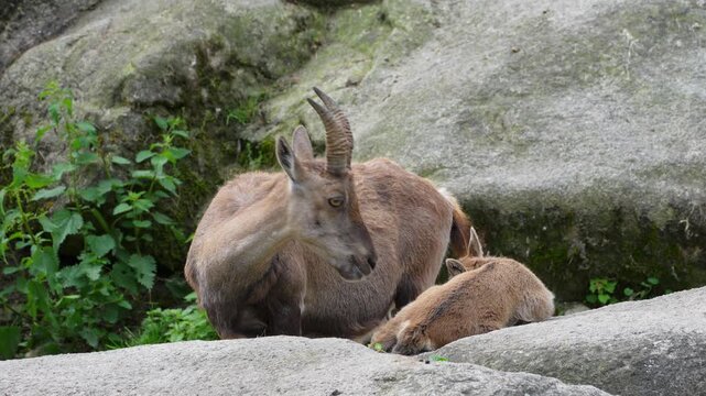 Alpine ibex, Capra ibex also known as the steinbock or bouquetin, is a species of wild goat that lives in the mountains of the European Alps.