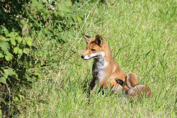 Fototapeta premium Rotfuchs / Red fox / Vulpes vulpes