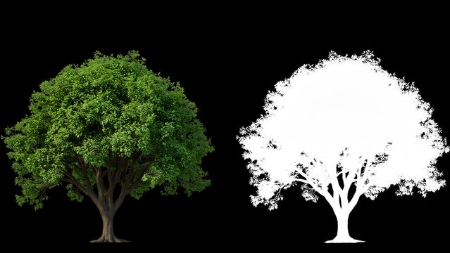 Isolated green leafy tree with alpha mask for landscape design and 3d rendering