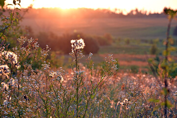 Obraz premium Delicate background with meadow grass and beautiful spikelets. at sunset, evening time. autumn season, natural texture grass. blooming tender field flowers in grass. close-up blurred background
