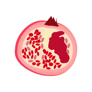 vector illustration of a  fresh pomegranate isolated on a transparent background
