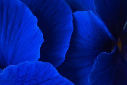Macro close-up of blue viola petals with soft shadow