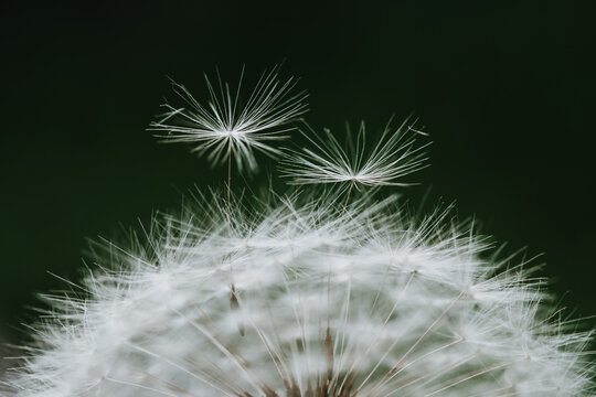 Macro view of dandelion seed head with floating pappus