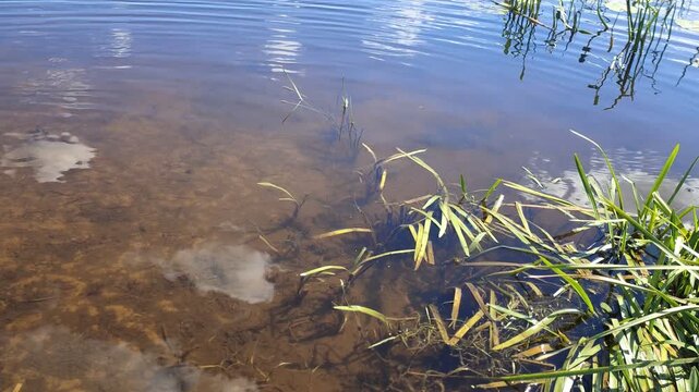 A fisherman caught a small bream, took it off the hook and released it into the river water. The fish swam over the sandy bottom and hid in the aquatic plants growing near the shore. Sunny summer
