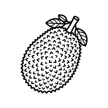 jack fruit on a white background