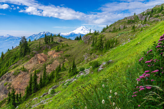 View of Mount Baker along the Yellow Aster Butte Trail. Mount Baker Wilderness, Washington.