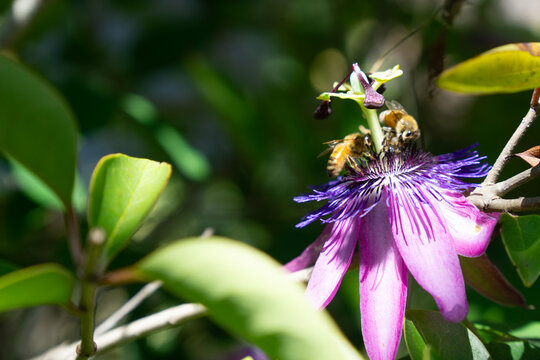 Bees Gather to Drink from Purple Passion Flower